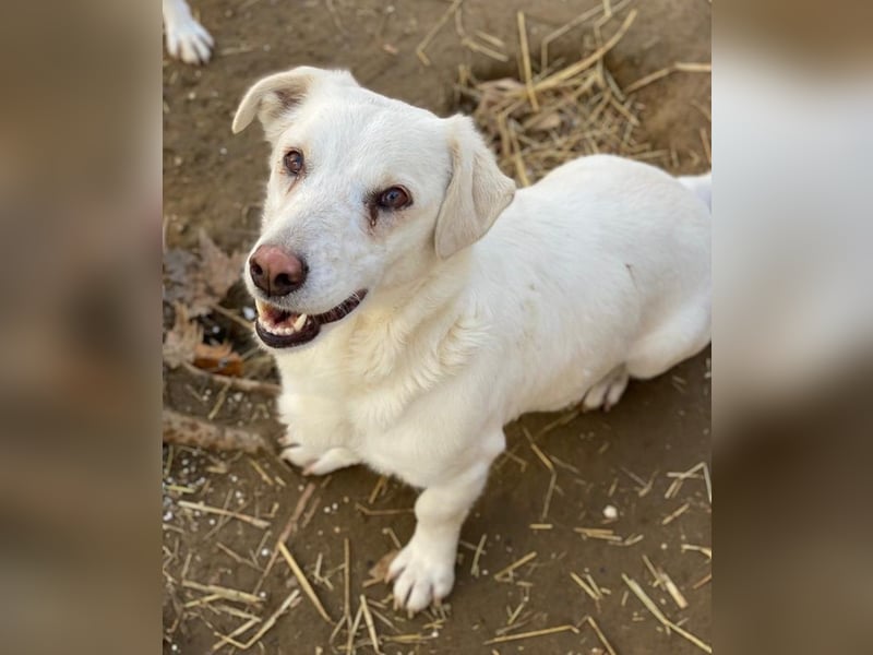 Lighty, geb. ca. 12/2021, lebt in GRIECHENLAND, auf einer privaten Pflegestelle