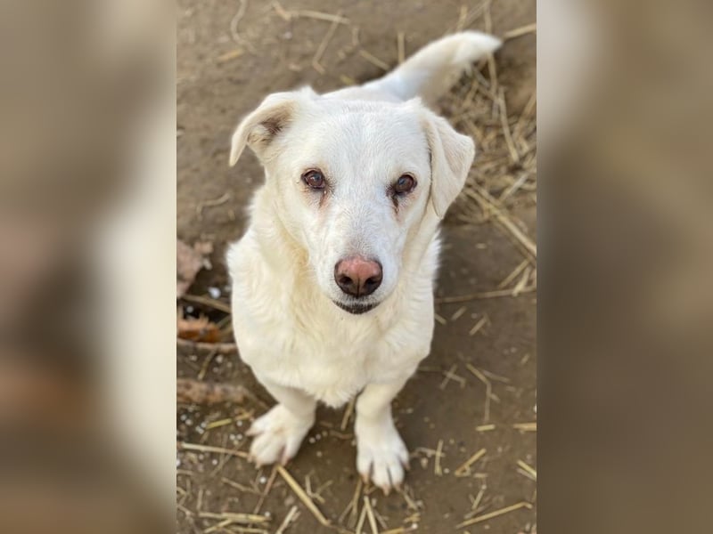 Lighty, geb. ca. 12/2021, lebt in GRIECHENLAND, auf einer privaten Pflegestelle