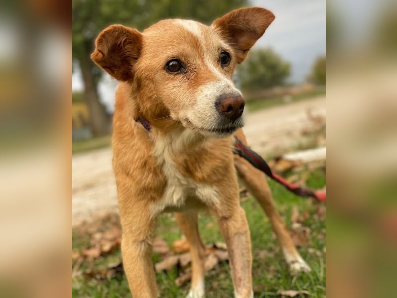 Opi, geb. ca. 10/2015, lebt in GRIECHENLAND, im städt. Tierheim Serres Opi, geb. ca. 10/2015, lebt in GRIECHENLAND, im städt. Tierheim Serres