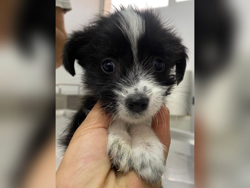 Thelma, geb. ca. 08/2025, lebt in GRIECHENLAND, auf einer privaten Pflegestelle