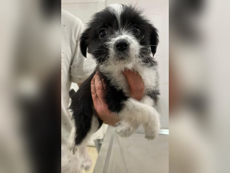 Thelma, geb. ca. 08/2025, lebt in GRIECHENLAND, auf einer privaten Pflegestelle