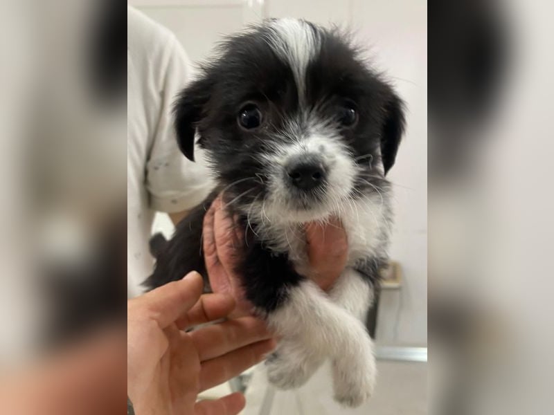 Thelma, geb. ca. 08/2025, lebt in GRIECHENLAND, auf einer privaten Pflegestelle