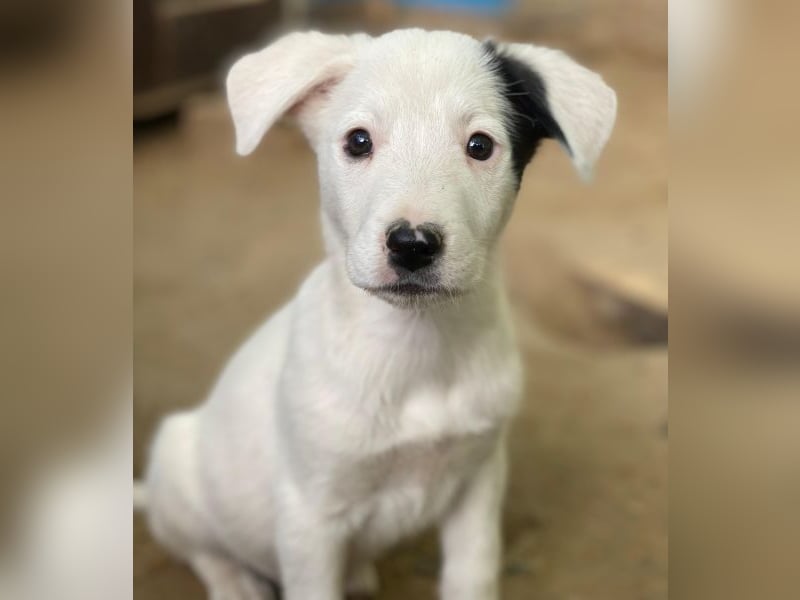 Cherry, geb. ca. 08/2025, lebt in GRIECHENLAND, auf einer privaten Pflegestelle