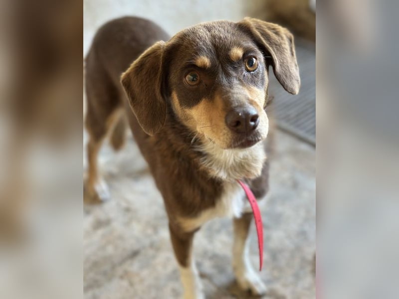 Siena, geb. ca. 10/2024, lebt in GRIECHENLAND, auf einer privaten Pflegestelle Siena, geb. ca. 10/2024, lebt in GRIECHENLAND, auf einer privaten Pflegestelle