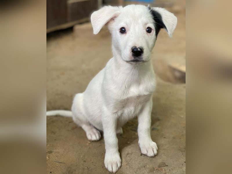 Cherry, geb. ca. 08/2025, lebt in GRIECHENLAND, auf einer privaten Pflegestelle