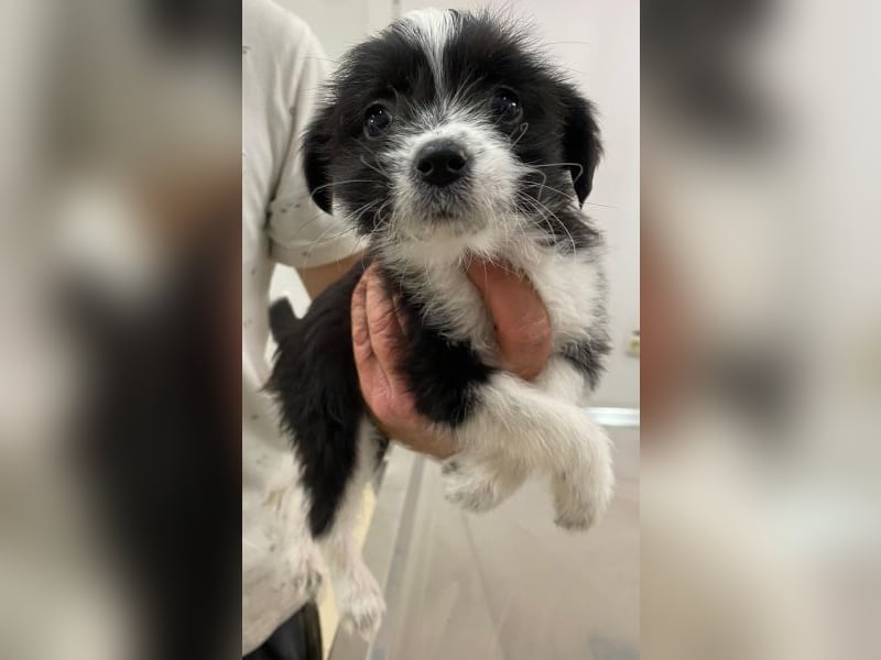 Thelma, geb. ca. 08/2025, lebt in GRIECHENLAND, auf einer privaten Pflegestelle