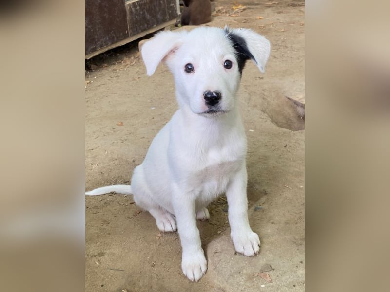 Cherry, geb. ca. 08/2025, lebt in GRIECHENLAND, auf einer privaten Pflegestelle