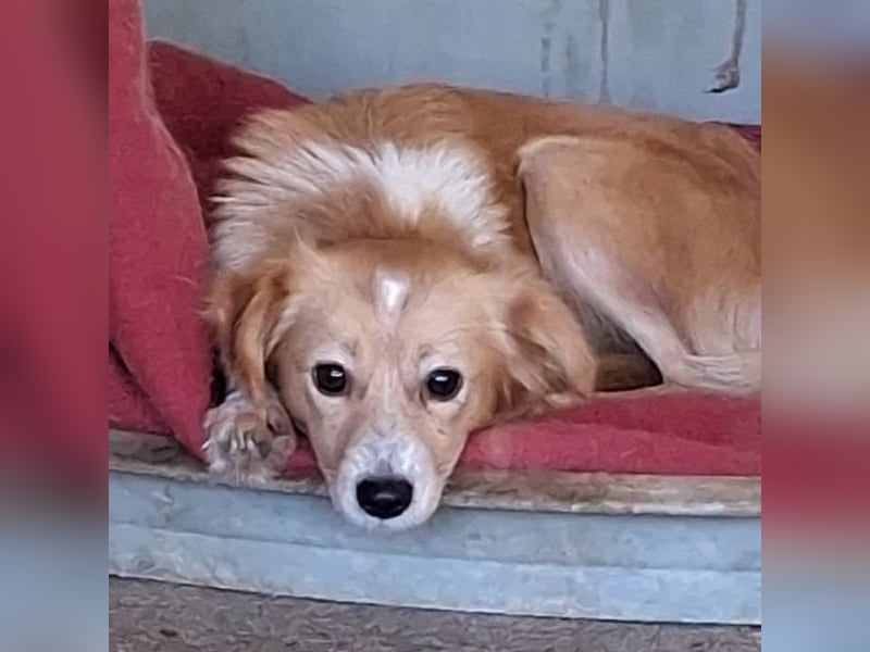 Alani, geb. ca. 05/2024, lebt in GRIECHENLAND, auf einer privaten Pflegestelle