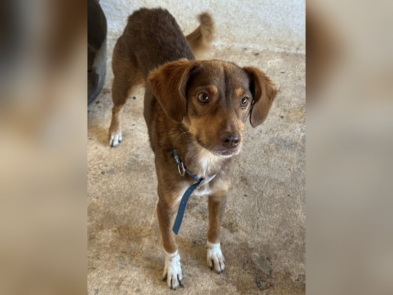 Ruska, geb. ca. 10/2024, lebt in GRIECHENLAND, auf einer privaten Pflegestelle Ruska, geb. ca. 10/2024, lebt in GRIECHENLAND, auf einer privaten Pflegestelle