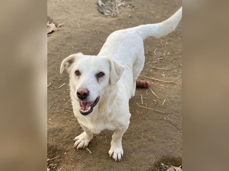 Lighty, geb. ca. 12/2021, lebt in GRIECHENLAND, auf einer privaten Pflegestelle