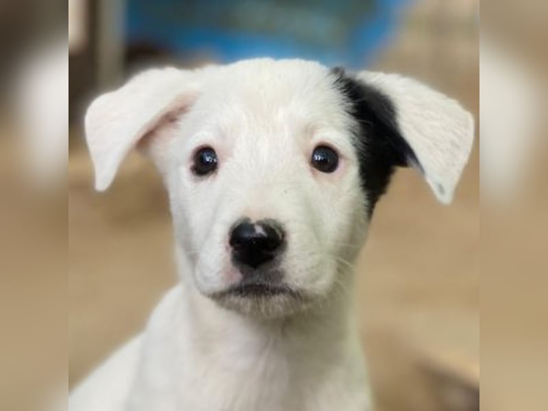 Cherry, geb. ca. 08/2025, lebt in GRIECHENLAND, auf einer privaten Pflegestelle