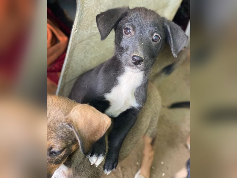 Croissant, geb. ca. 08/2025, lebt in GRIECHENLAND, auf einer privaten Pflegestelle