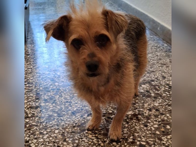 Celina, geb. ca. 10/2017, lebt in GRIECHENLAND, auf einer privaten Pflegestelle Celina, geb. ca. 10/2017, lebt in GRIECHENLAND, auf einer privaten Pflegestelle