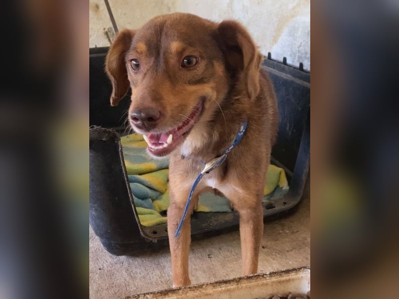 Ruska, geb. ca. 10/2024, lebt in GRIECHENLAND, auf einer privaten Pflegestelle Ruska, geb. ca. 10/2024, lebt in GRIECHENLAND, auf einer privaten Pflegestelle