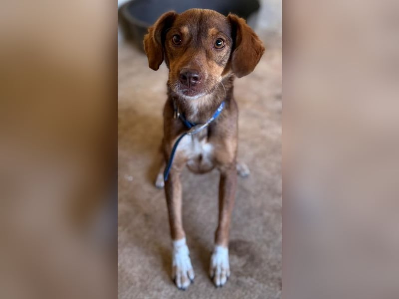 Ruska, geb. ca. 10/2024, lebt in GRIECHENLAND, auf einer privaten Pflegestelle Ruska, geb. ca. 10/2024, lebt in GRIECHENLAND, auf einer privaten Pflegestelle