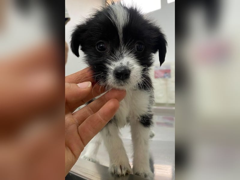 Thelma, geb. ca. 08/2025, lebt in GRIECHENLAND, auf einer privaten Pflegestelle