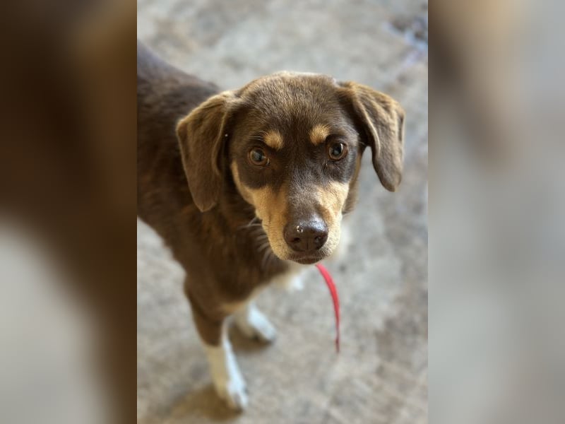 Siena, geb. ca. 10/2024, lebt in GRIECHENLAND, auf einer privaten Pflegestelle Siena, geb. ca. 10/2024, lebt in GRIECHENLAND, auf einer privaten Pflegestelle