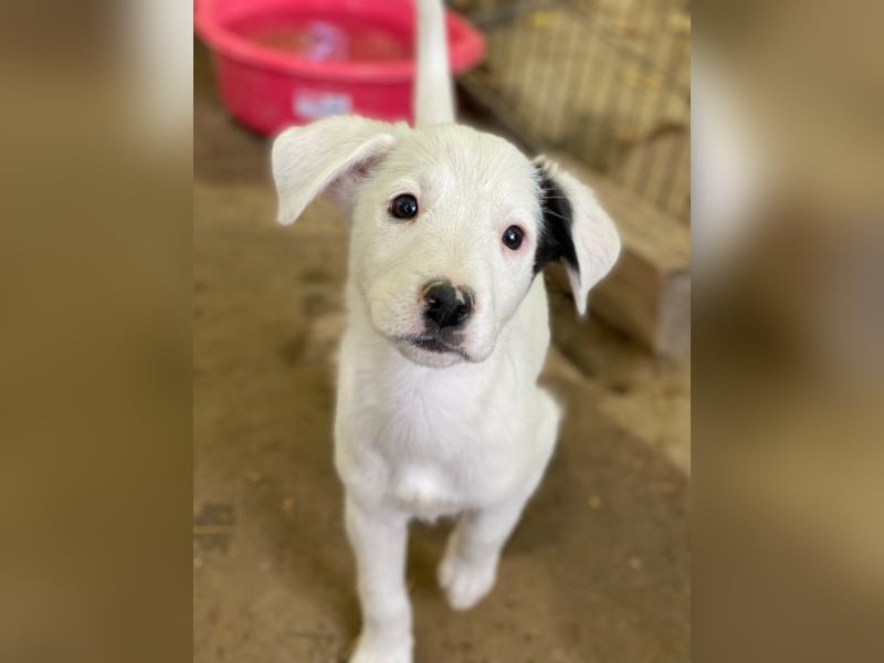 Cherry, geb. ca. 08/2025, lebt in GRIECHENLAND, auf einer privaten Pflegestelle