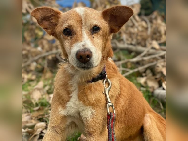 Opi, geb. ca. 10/2015, lebt in GRIECHENLAND, im städt. Tierheim Serres Opi, geb. ca. 10/2015, lebt in GRIECHENLAND, im städt. Tierheim Serres