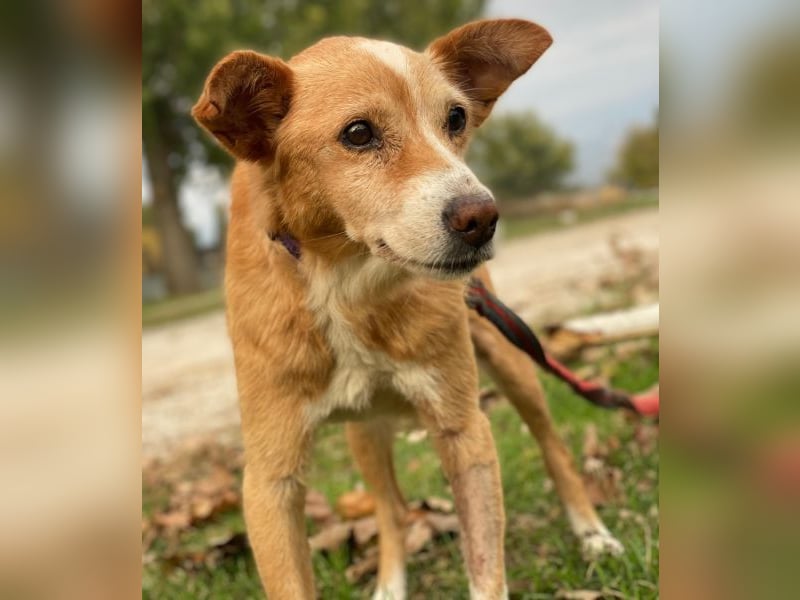 Opi, geb. ca. 10/2015, lebt in GRIECHENLAND, im städt. Tierheim Serres Opi, geb. ca. 10/2015, lebt in GRIECHENLAND, im städt. Tierheim Serres