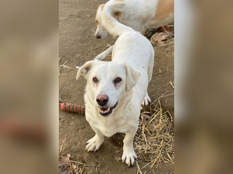 Lighty, geb. ca. 12/2021, lebt in GRIECHENLAND, auf einer privaten Pflegestelle