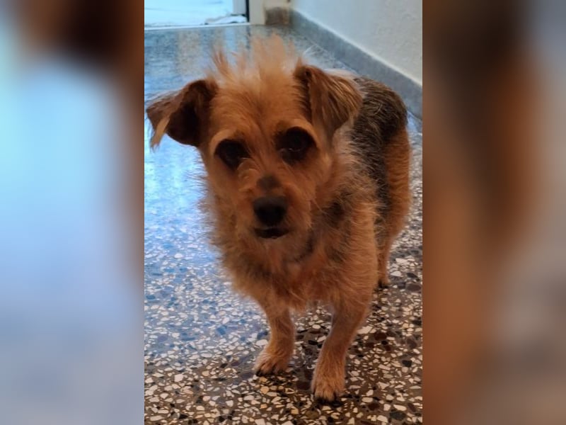 Celina, geb. ca. 10/2017, lebt in GRIECHENLAND, auf einer privaten Pflegestelle Celina, geb. ca. 10/2017, lebt in GRIECHENLAND, auf einer privaten Pflegestelle