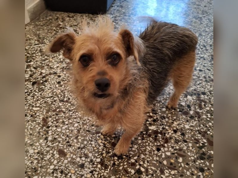 Celina, geb. ca. 10/2017, lebt in GRIECHENLAND, auf einer privaten Pflegestelle Celina, geb. ca. 10/2017, lebt in GRIECHENLAND, auf einer privaten Pflegestelle