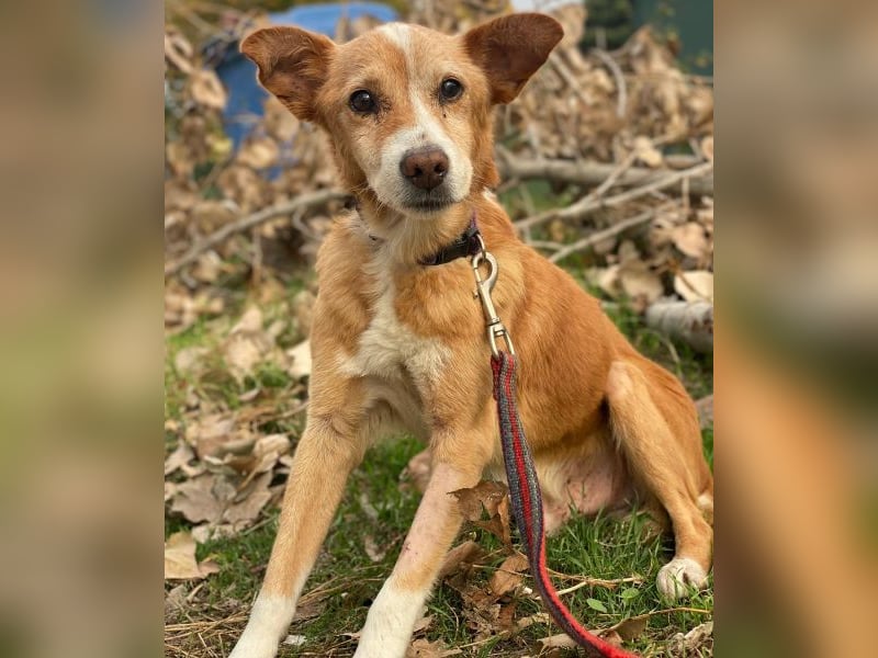 Opi, geb. ca. 10/2015, lebt in GRIECHENLAND, im städt. Tierheim Serres Opi, geb. ca. 10/2015, lebt in GRIECHENLAND, im städt. Tierheim Serres