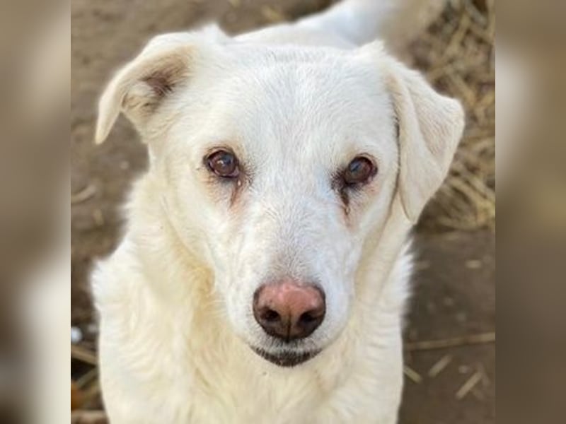 Lighty, geb. ca. 12/2021, lebt in GRIECHENLAND, auf einer privaten Pflegestelle