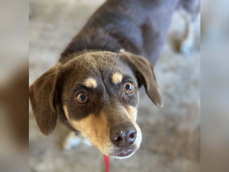 Siena, geb. ca. 10/2024, lebt in GRIECHENLAND, auf einer privaten Pflegestelle Siena, geb. ca. 10/2024, lebt in GRIECHENLAND, auf einer privaten Pflegestelle