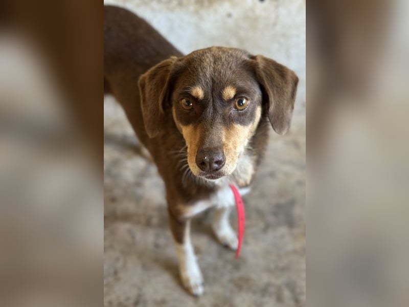 Siena, geb. ca. 10/2024, lebt in GRIECHENLAND, auf einer privaten Pflegestelle Siena, geb. ca. 10/2024, lebt in GRIECHENLAND, auf einer privaten Pflegestelle