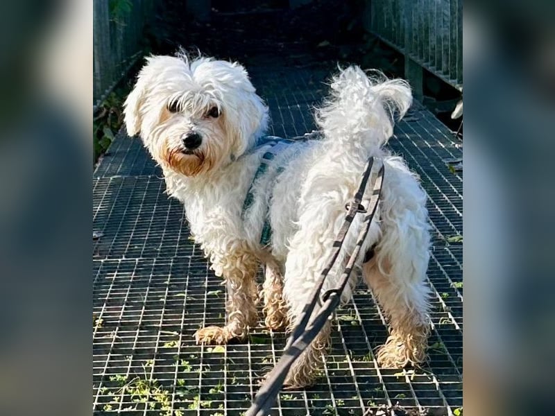 Cookie, geb. ca. 03/2018, lebt in 79588 Efringen-Kirchen