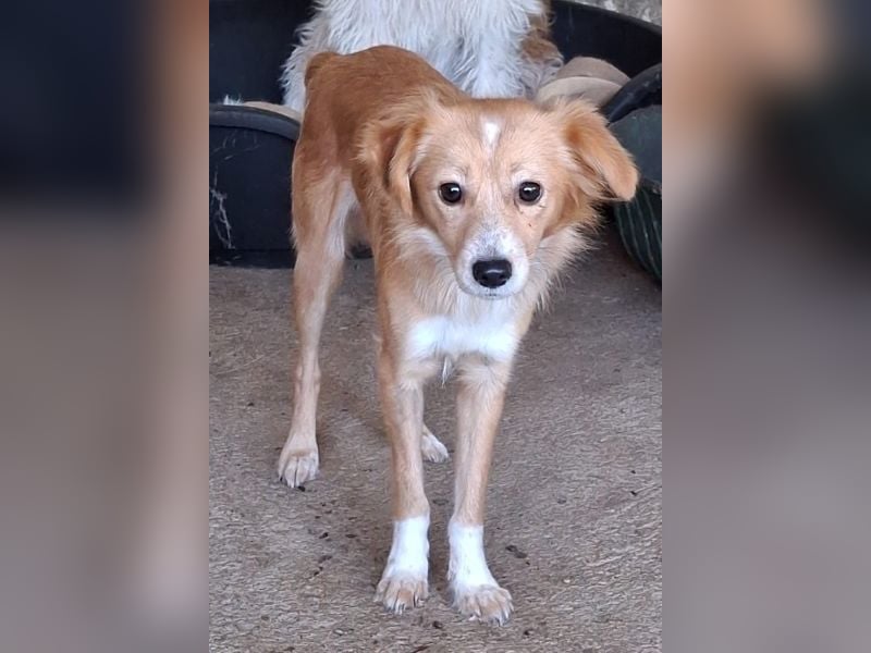 Alani, geb. ca. 05/2024, lebt in GRIECHENLAND, auf einer privaten Pflegestelle