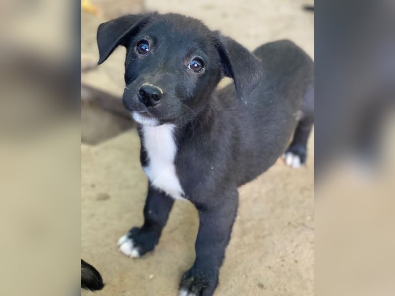 Croissant, geb. ca. 08/2025, lebt in GRIECHENLAND, auf einer privaten Pflegestelle