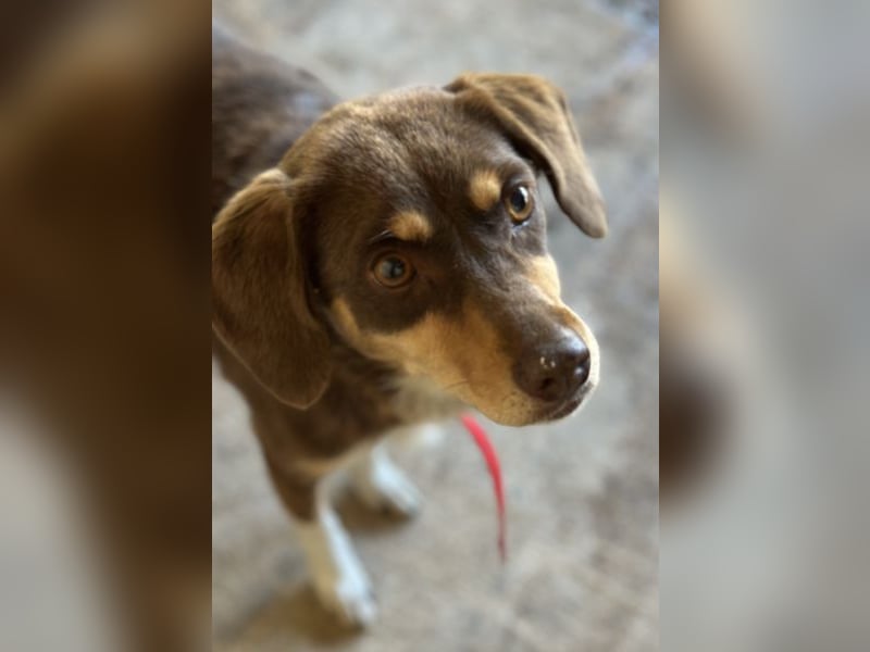 Siena, geb. ca. 10/2024, lebt in GRIECHENLAND, auf einer privaten Pflegestelle Siena, geb. ca. 10/2024, lebt in GRIECHENLAND, auf einer privaten Pflegestelle