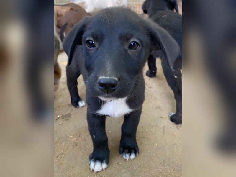 Croissant, geb. ca. 08/2025, lebt in GRIECHENLAND, auf einer privaten Pflegestelle