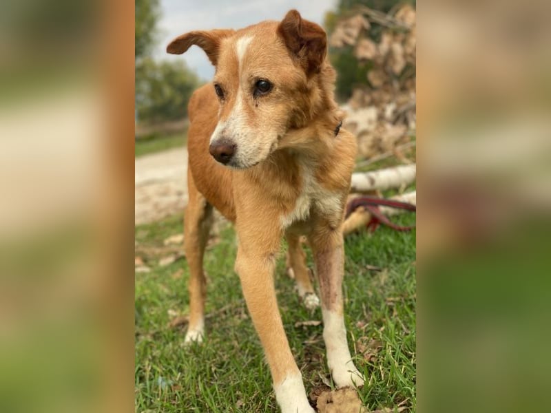 Opi, geb. ca. 10/2015, lebt in GRIECHENLAND, im städt. Tierheim Serres Opi, geb. ca. 10/2015, lebt in GRIECHENLAND, im städt. Tierheim Serres