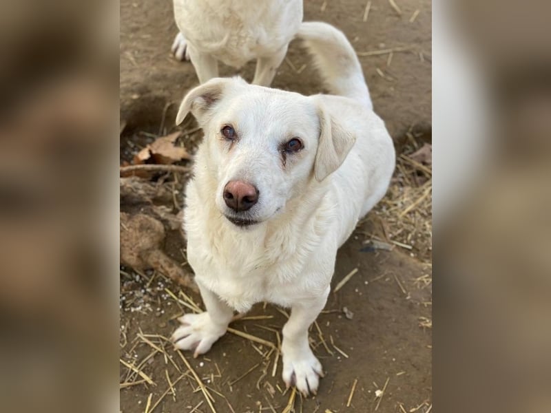 Lighty, geb. ca. 12/2021, lebt in GRIECHENLAND, auf einer privaten Pflegestelle