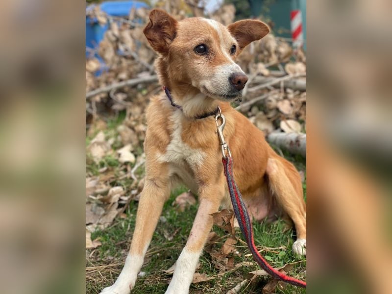 Opi, geb. ca. 10/2015, lebt in GRIECHENLAND, im städt. Tierheim Serres Opi, geb. ca. 10/2015, lebt in GRIECHENLAND, im städt. Tierheim Serres