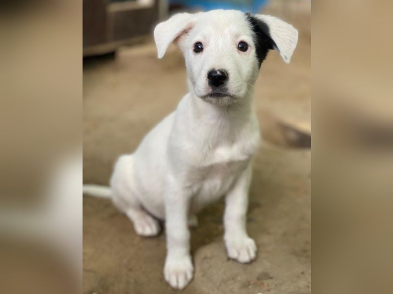 Cherry, geb. ca. 08/2025, lebt in GRIECHENLAND, auf einer privaten Pflegestelle