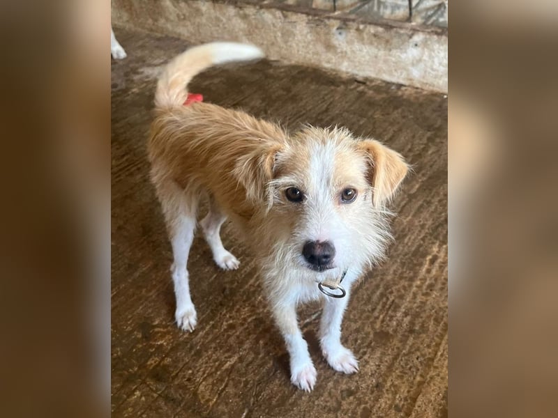 Peppi, geb. ca. 01/2025, lebt auf einer Pflegestelle in 33104 Paderborn