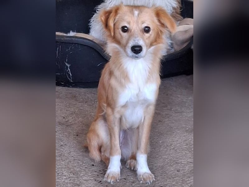 Alani, geb. ca. 05/2024, lebt in GRIECHENLAND, auf einer privaten Pflegestelle