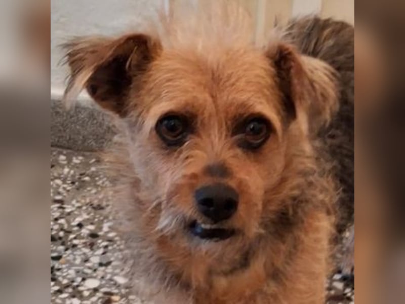 Celina, geb. ca. 10/2017, lebt in GRIECHENLAND, auf einer privaten Pflegestelle Celina, geb. ca. 10/2017, lebt in GRIECHENLAND, auf einer privaten Pflegestelle