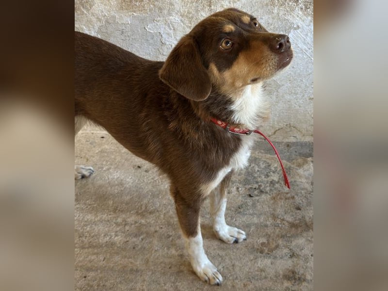 Siena, geb. ca. 10/2024, lebt in GRIECHENLAND, auf einer privaten Pflegestelle Siena, geb. ca. 10/2024, lebt in GRIECHENLAND, auf einer privaten Pflegestelle