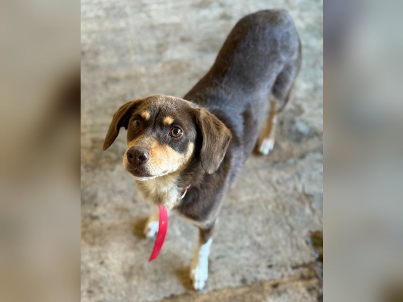 Siena, geb. ca. 10/2024, lebt in GRIECHENLAND, auf einer privaten Pflegestelle Siena, geb. ca. 10/2024, lebt in GRIECHENLAND, auf einer privaten Pflegestelle