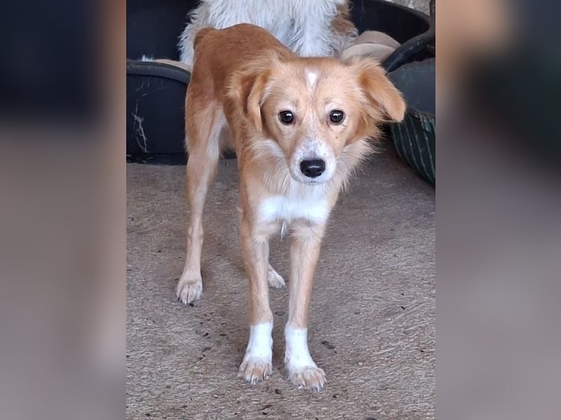 Alani, geb. ca. 05/2024, lebt in GRIECHENLAND, auf einer privaten Pflegestelle