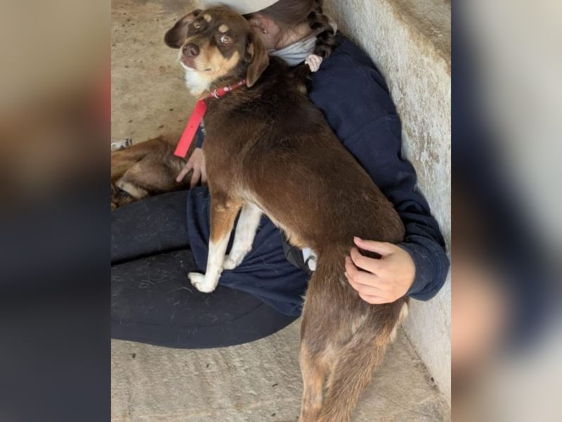 Siena, geb. ca. 10/2024, lebt in GRIECHENLAND, auf einer privaten Pflegestelle Siena, geb. ca. 10/2024, lebt in GRIECHENLAND, auf einer privaten Pflegestelle