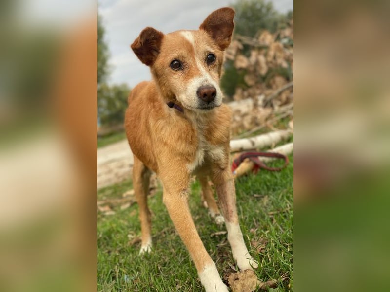 Opi, geb. ca. 10/2015, lebt in GRIECHENLAND, im städt. Tierheim Serres Opi, geb. ca. 10/2015, lebt in GRIECHENLAND, im städt. Tierheim Serres