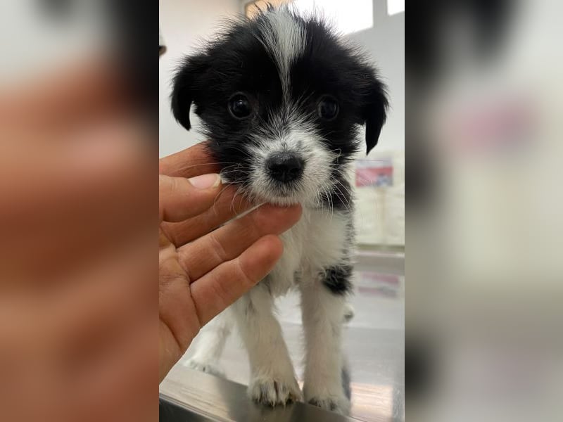 Thelma, geb. ca. 08/2025, lebt in GRIECHENLAND, auf einer privaten Pflegestelle