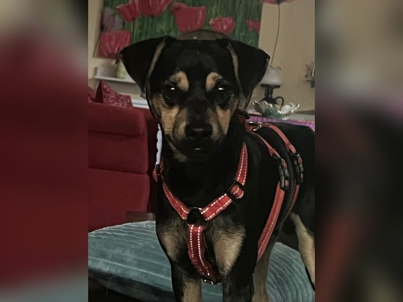 Phil, geb. ca. 12/2024, lebt auf einer Pflegestelle in 53879 Euskirchen, VERMITTLUNGSHILFE